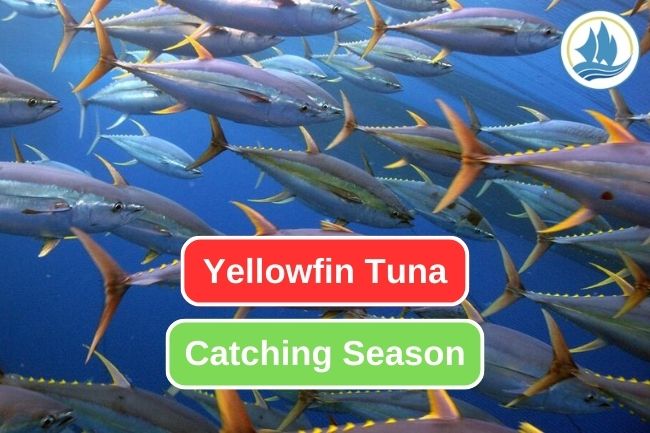 Best Season to Catch Yellowfin Tuna